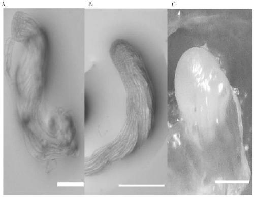 LarixLeptolepis somatic embryo regeneration method