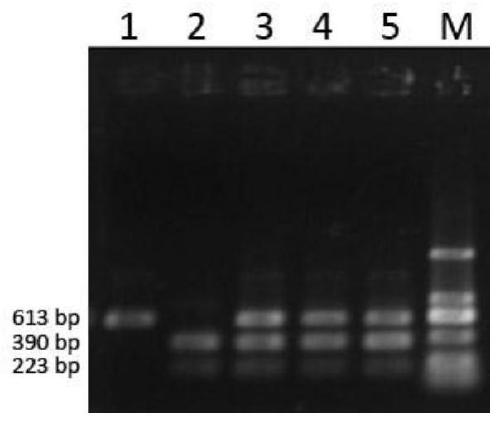 Caps Molecular Marker Method and Application for Identification of Purple-black Striped Peel Tomato