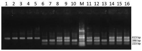 Caps Molecular Marker Method and Application for Identification of Purple-black Striped Peel Tomato