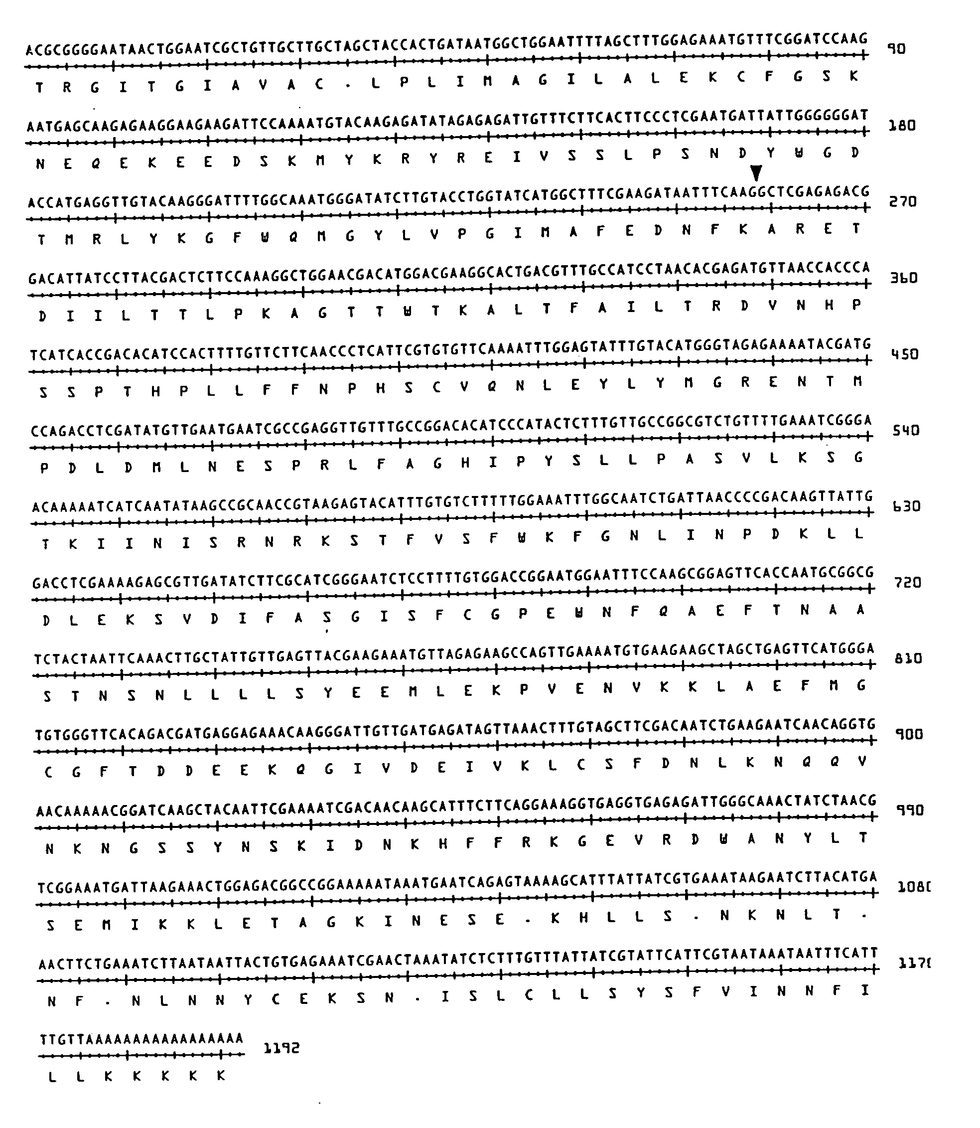 Transgenic plants incorporating traits of Zostera marina