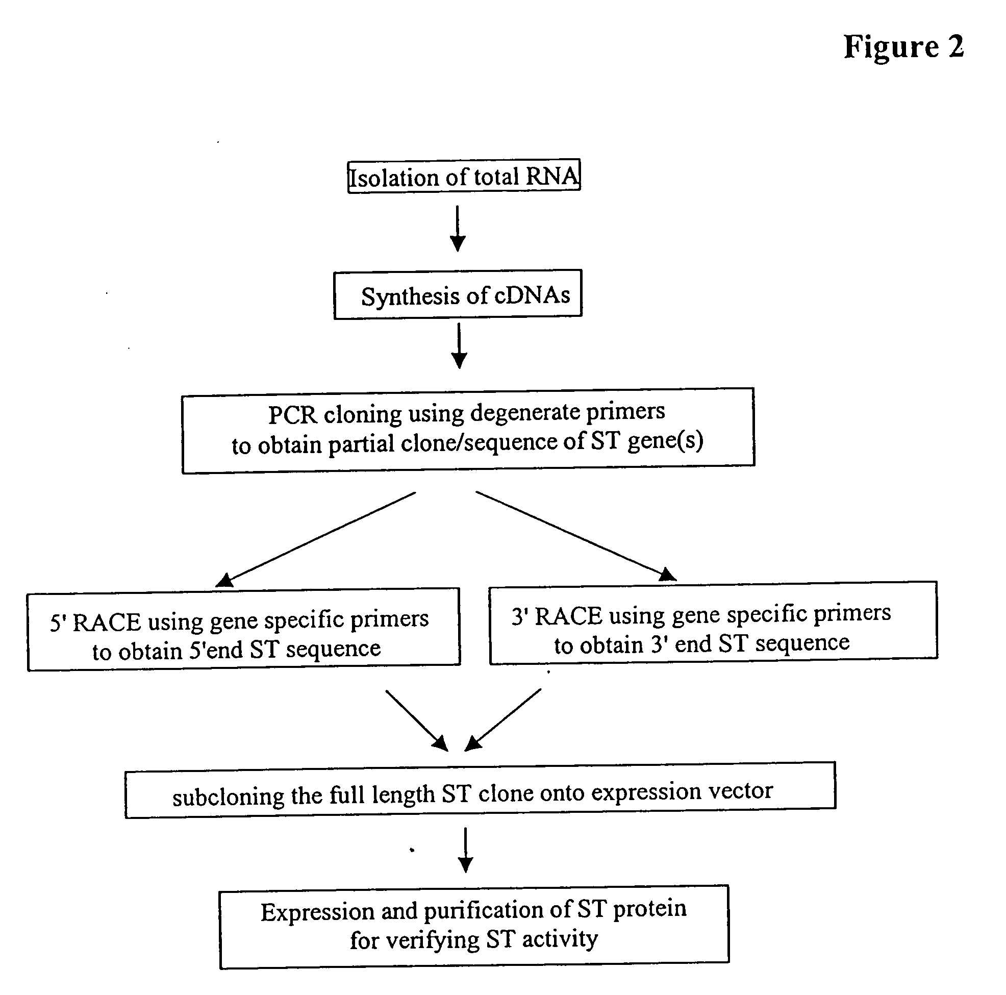 Transgenic plants incorporating traits of Zostera marina