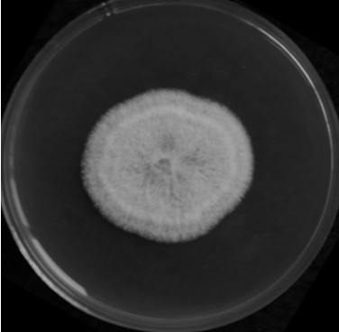 Mycoplasma pink, its solid fermentative inoculum and its application