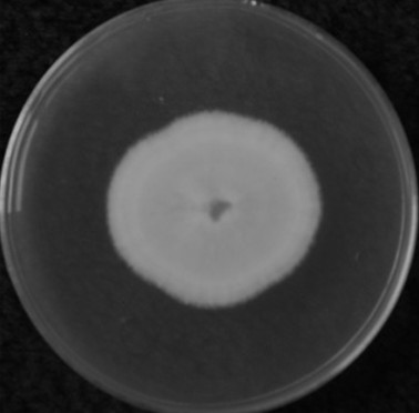 Mycoplasma pink, its solid fermentative inoculum and its application