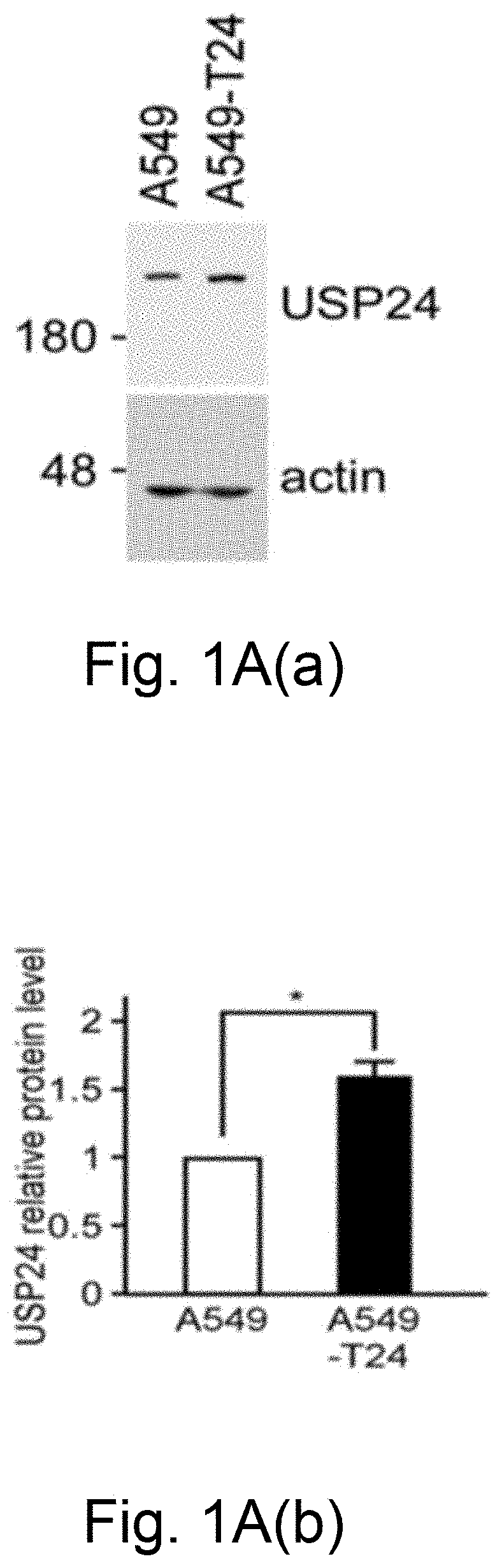 Ubiquitin-specific peptidase 24 inhibitor, medicinal composition including the same and method of delaying or reversing multidrug resistance in cancers using the same