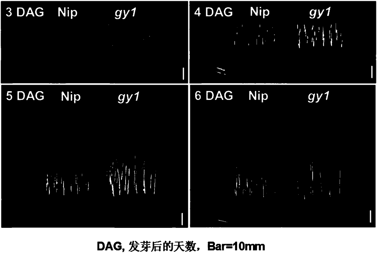 Applications of rice OsGY1376T mutation material in cultivation of direct-seeded varieties with high seedling emergence rate