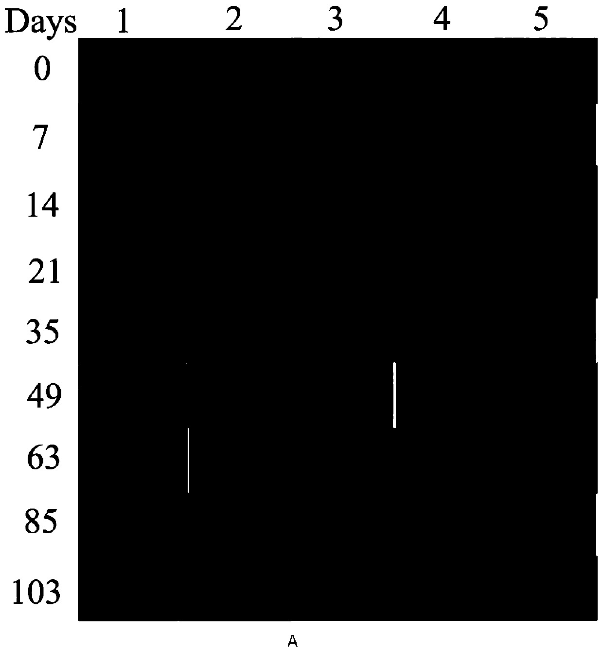 Antigen used for early diagnosis of haemonchus contortus infection, and application thereof