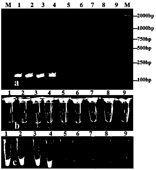 LAMP (Loop-mediated Isothermal Amplification) primers for rapidly assaying tea tree anthracnose pathogens and assay method