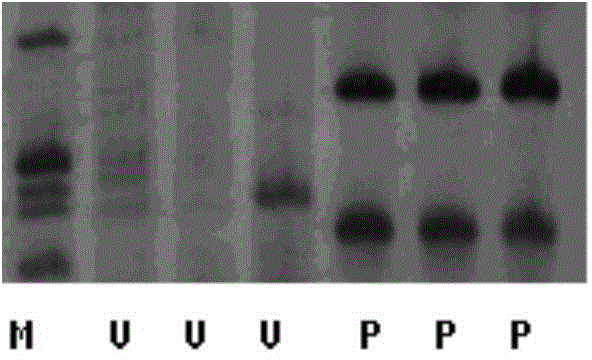 Method for cultivating sweet wormwood herb with high artemisinin content by co-transforming genes Anti-Dxr and Anti-Fpps