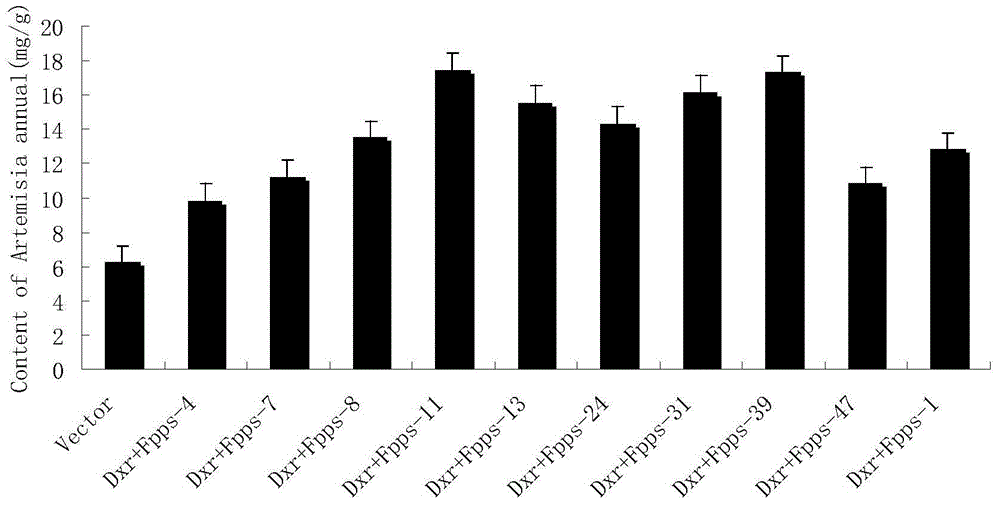 Method for cultivating sweet wormwood herb with high artemisinin content by co-transforming genes Anti-Dxr and Anti-Fpps