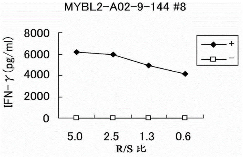 Mybl2 peptides and vaccines containing the same