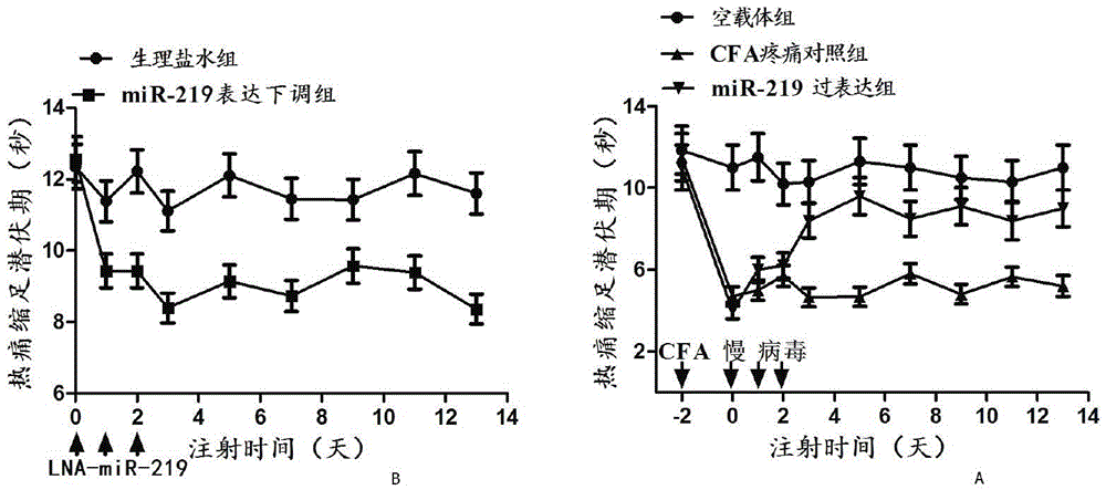 Application of miRNA-219 compound in the preparation of chronic pain diagnostic markers and therapeutic drugs