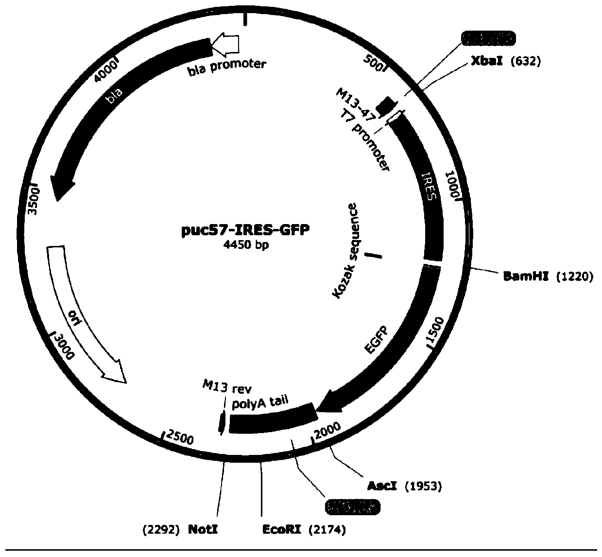 Carrier for in vitro transcription mRNA, and construction method of carrier, method for obtaining mRNA by carrier transcription and application of carrier