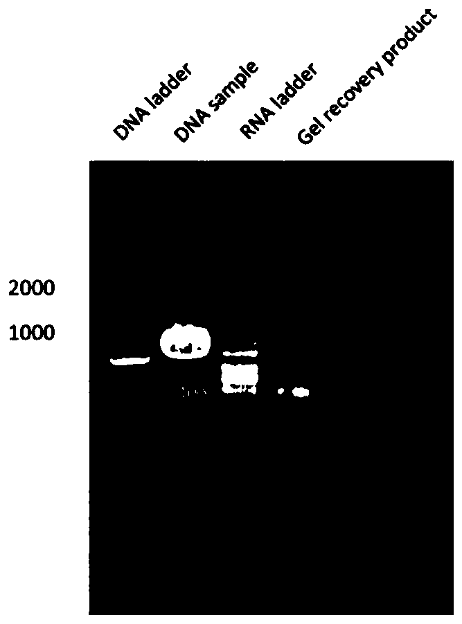 Carrier for in vitro transcription mRNA, and construction method of carrier, method for obtaining mRNA by carrier transcription and application of carrier