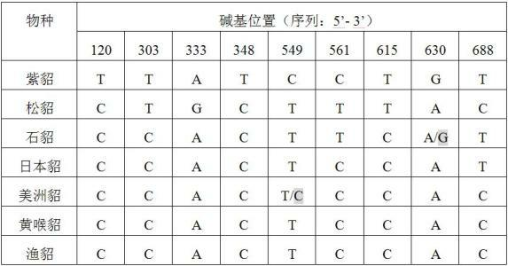 Primer for amplifying marten species cytochrome b gene and method for identifying sable and pine marten