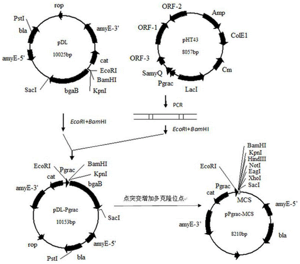 General bacillus subtillis combination expression vector for improving expression level of alpha-amylase