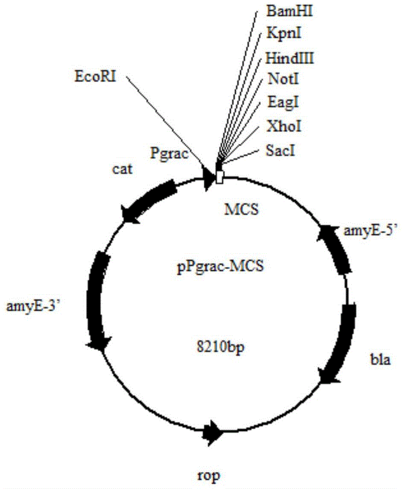 General bacillus subtillis combination expression vector for improving expression level of alpha-amylase