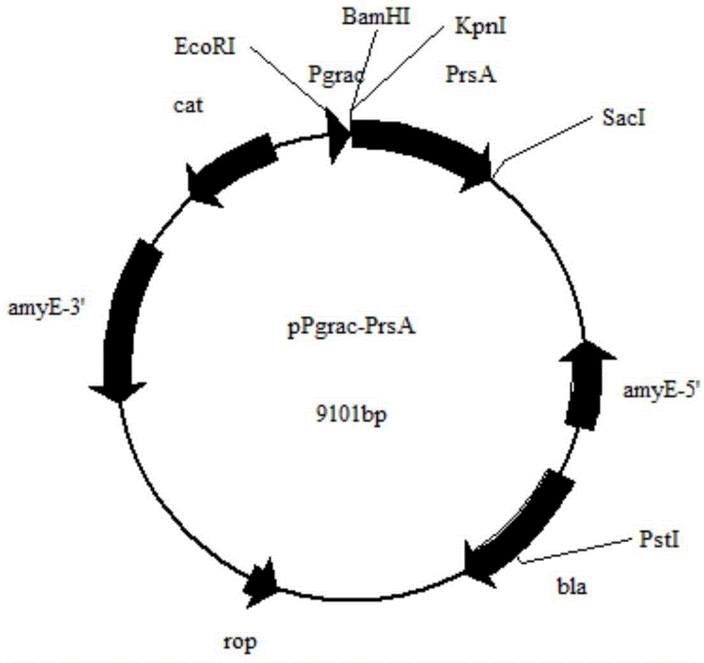 General bacillus subtillis combination expression vector for improving expression level of alpha-amylase