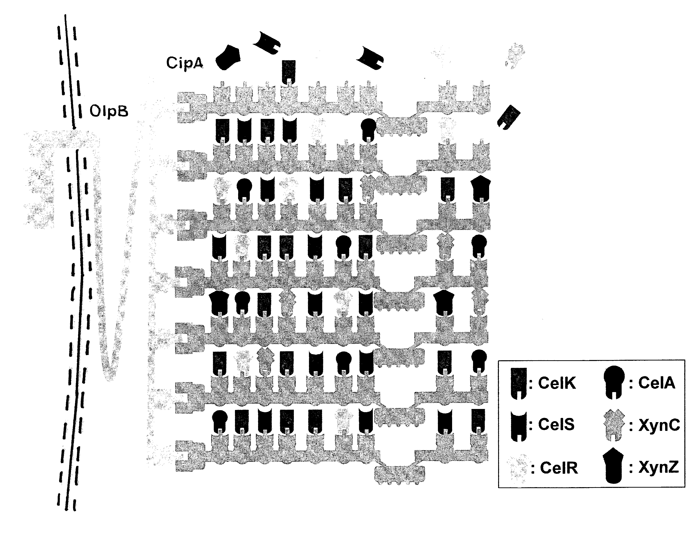 Method for producing extracellular multi-enzyme complexes in host cells