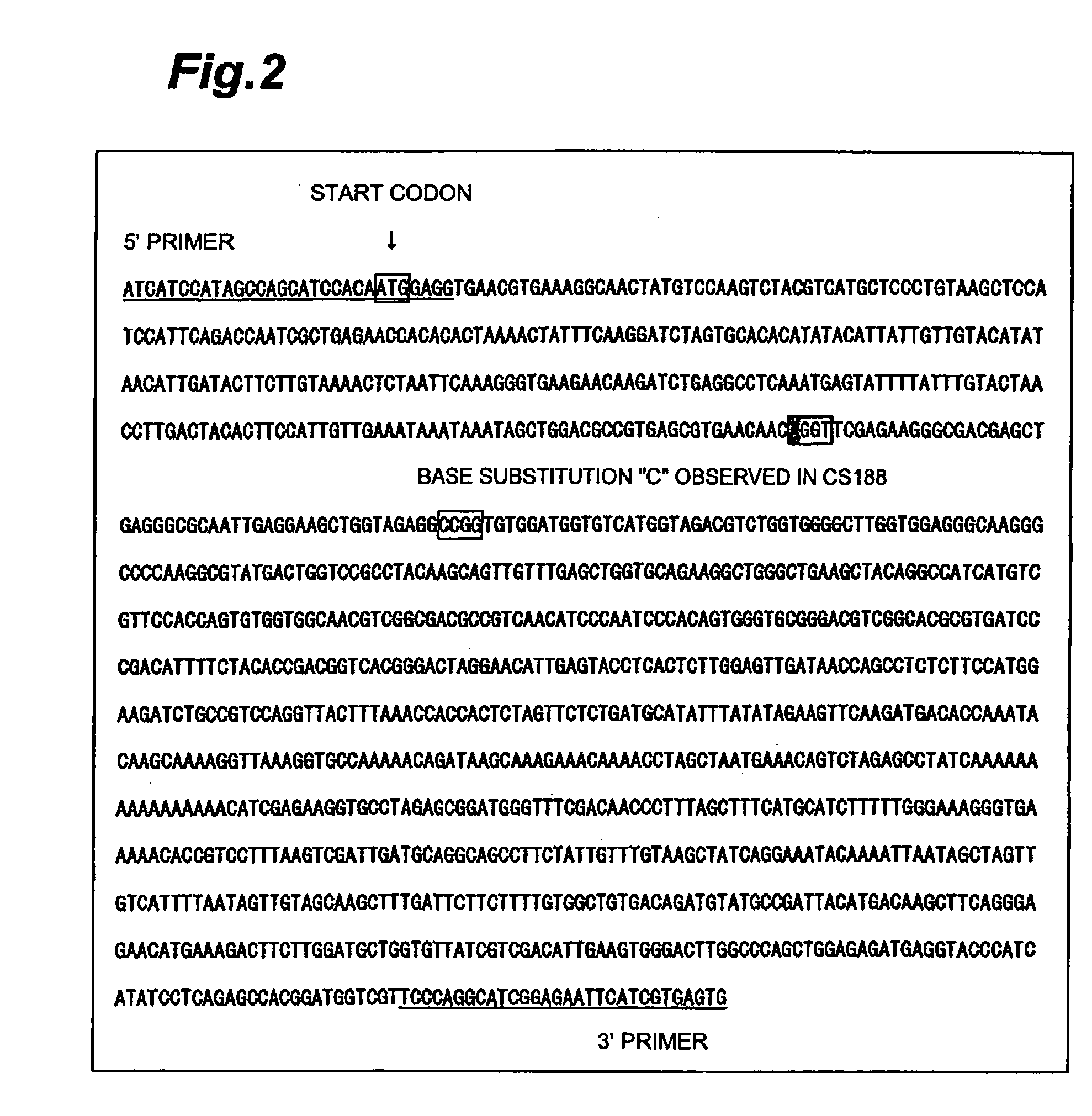 Method of selecting barley variety, barley beta-amylase gene and process for producing malt alcoholic drink