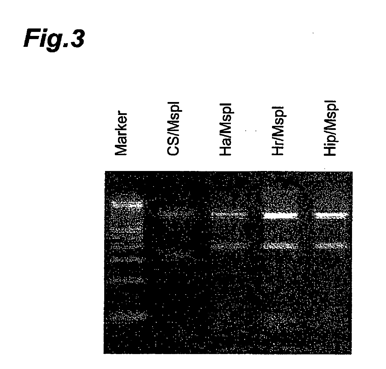 Method of selecting barley variety, barley beta-amylase gene and process for producing malt alcoholic drink