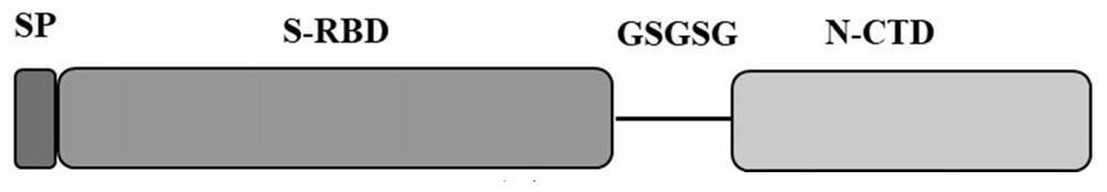 Stable coronavirus recombinant protein dimer and expression vector thereof