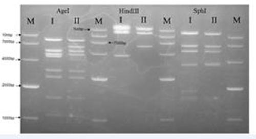 Zika virus vaccine based on replication-defective recombinant adenovirus vector