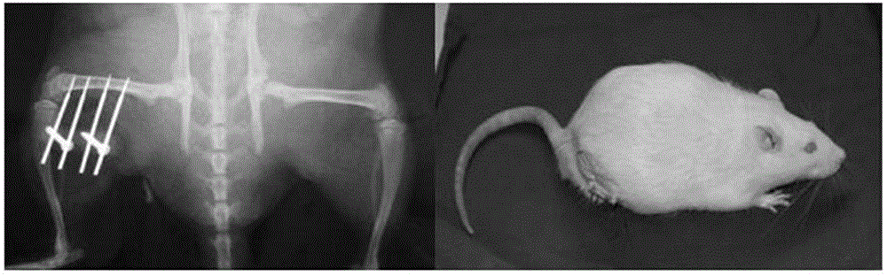 Method for collecting mesenchymal stem cells through rat stress fracture model