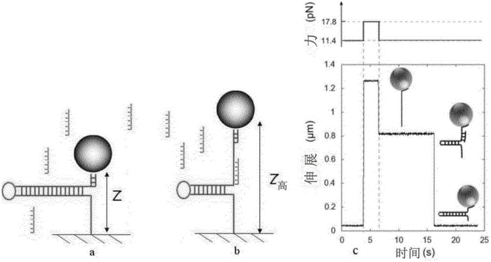 Process for detection of dna modifications and protein binding by single molecule manipulation