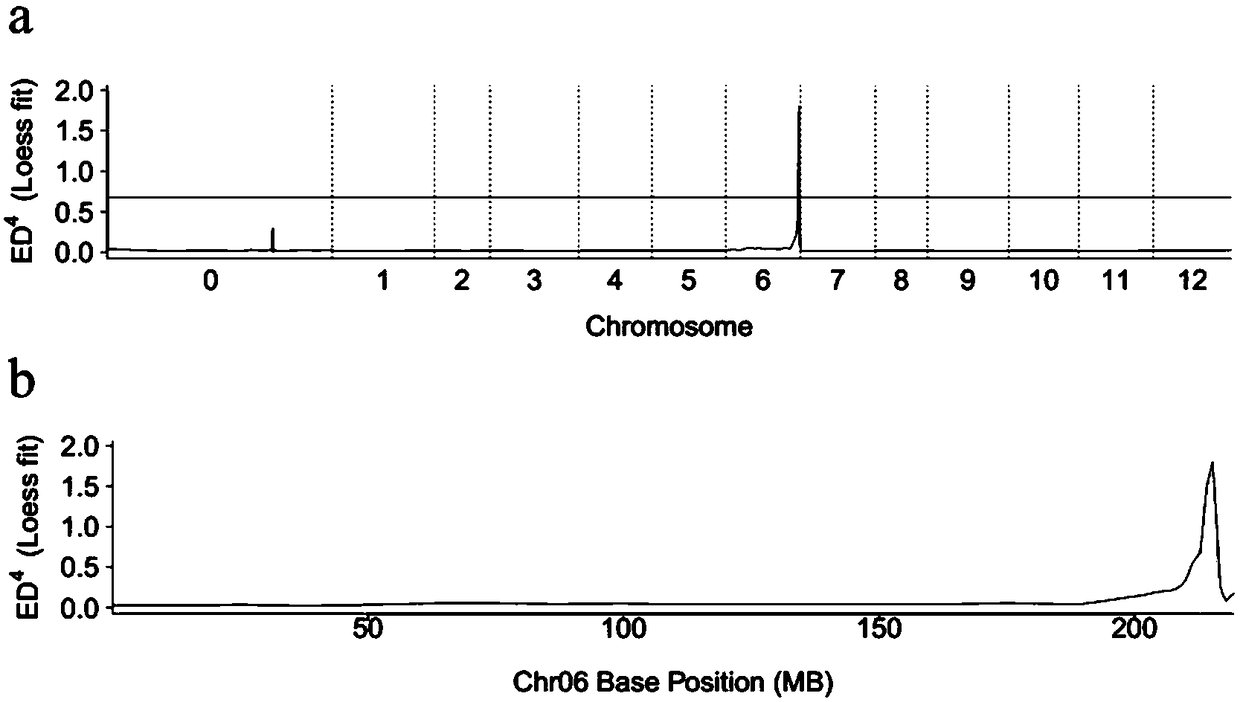 Molecular marker in close linkage with cytoplasm male sterile (CMS) restoring gene of capsicum annuum L. and acquisition method and application thereof