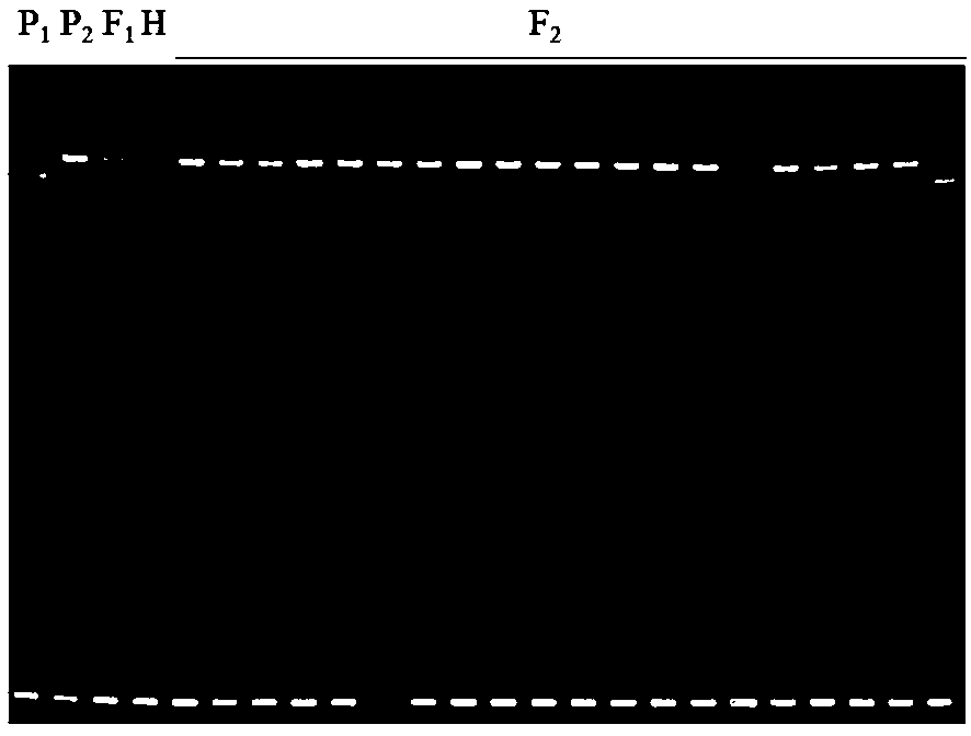 Molecular marker in close linkage with cytoplasm male sterile (CMS) restoring gene of capsicum annuum L. and acquisition method and application thereof