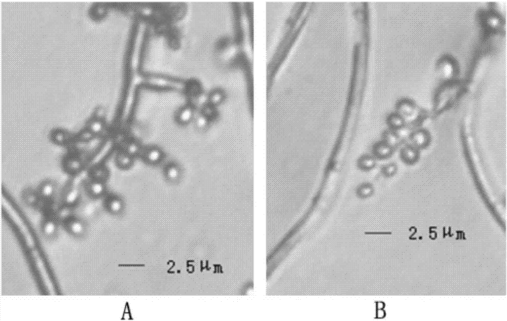 Beauveria bassiana BbL25 strain for preventing and treating solenopsis invicta and application thereof