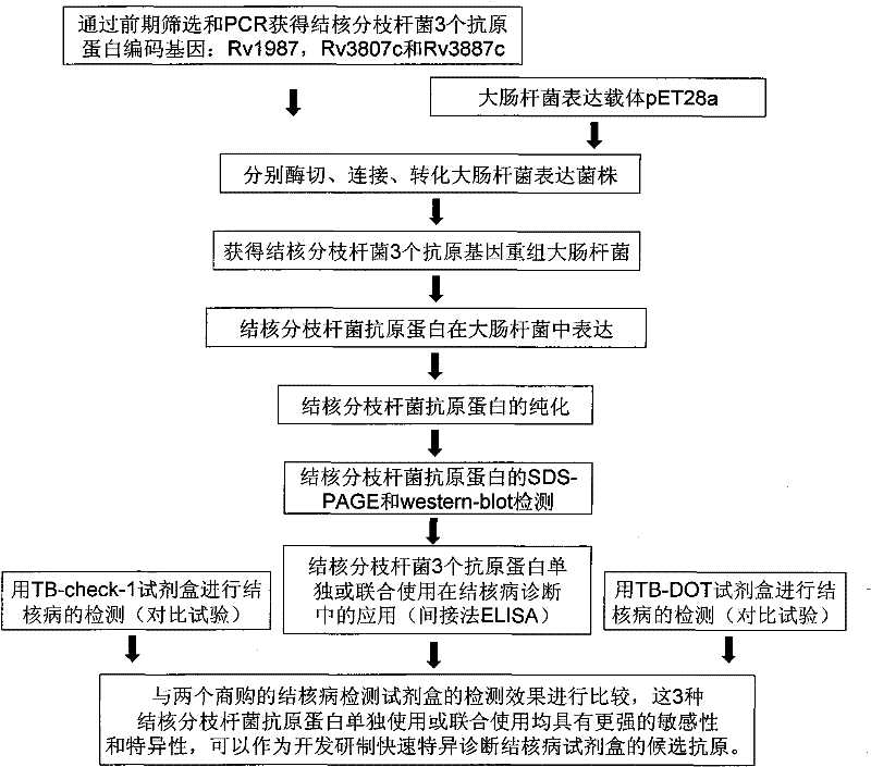 Antigen Protein and Application of Mycobacterium Tuberculosis