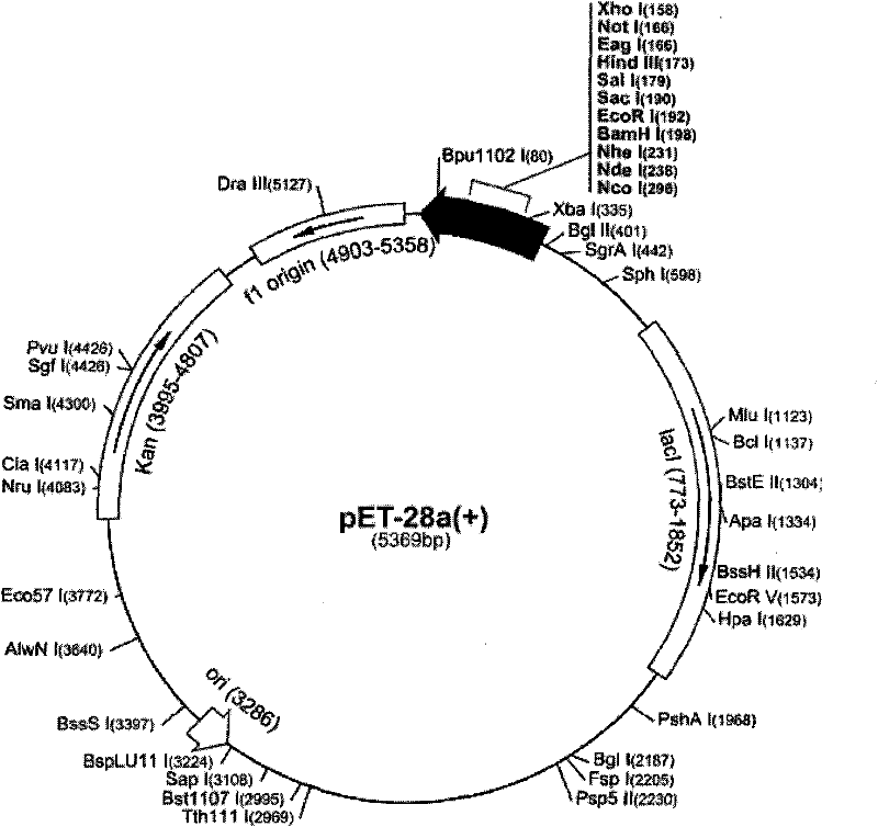 Antigen Protein and Application of Mycobacterium Tuberculosis