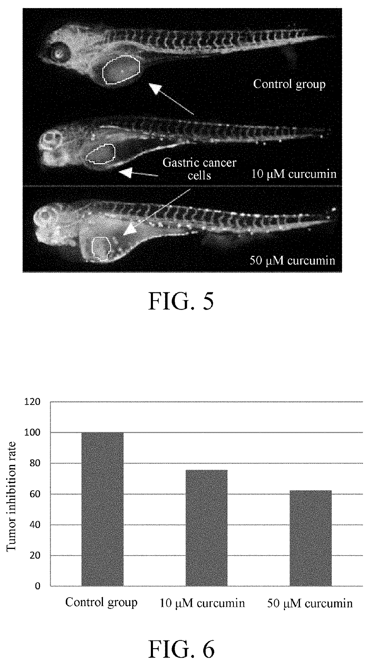 Tumor cell xenograft model in zebrafish, and methods of constructing and using the same