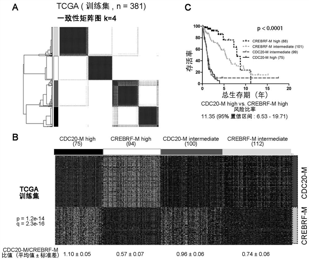 Molecular classification and application of glioma based on cdc20 gene co-expression network