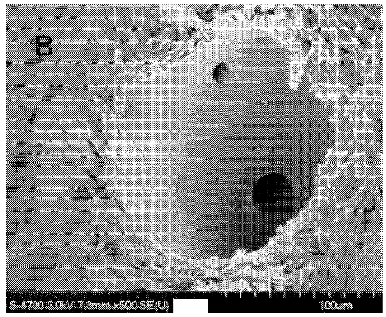 Use of microparticles and endothelial cells with decellularized organs and tissues