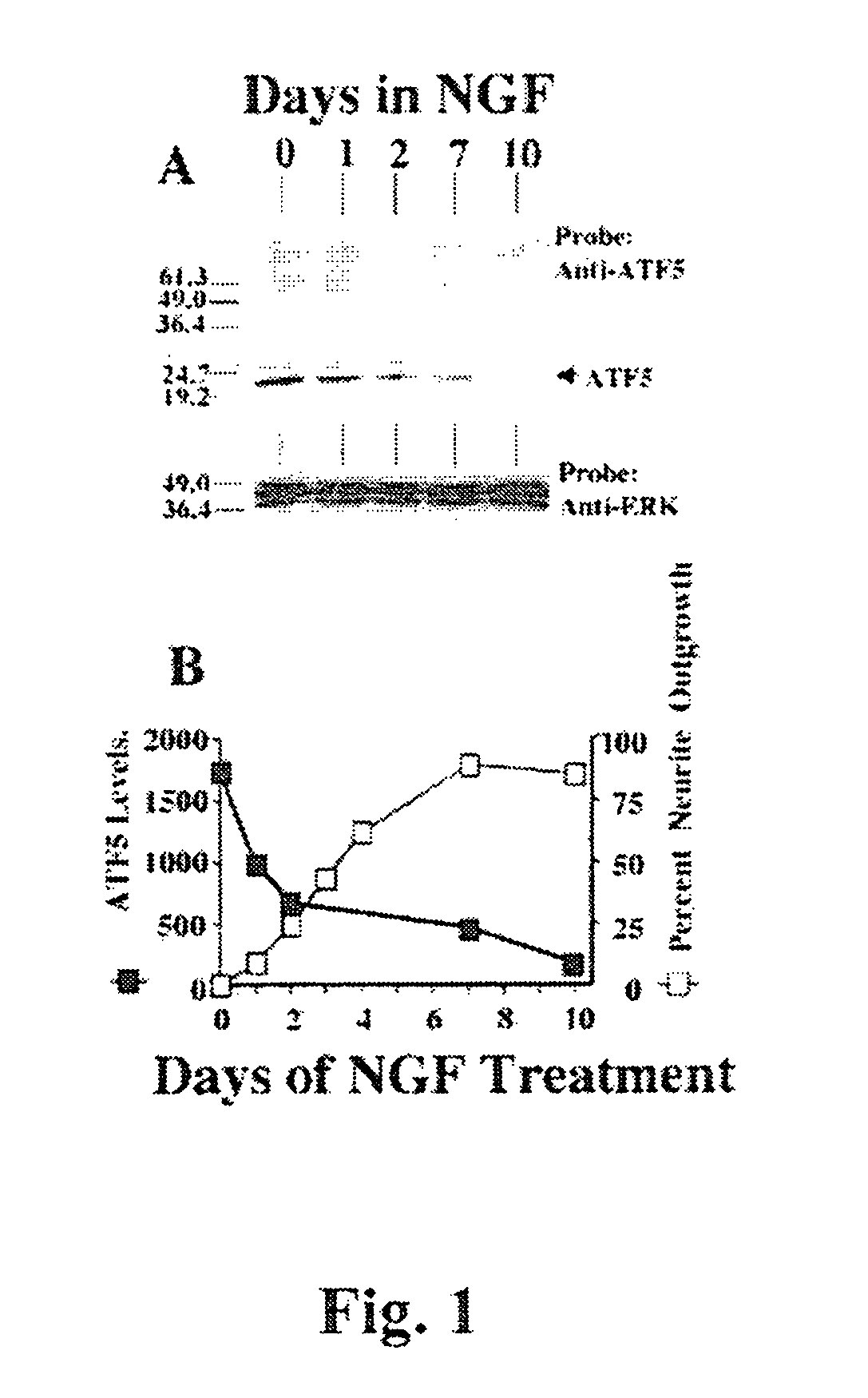 Methods for inhibiting the differentation of proliferative telencephalic cells in vitro by addition of ATF5