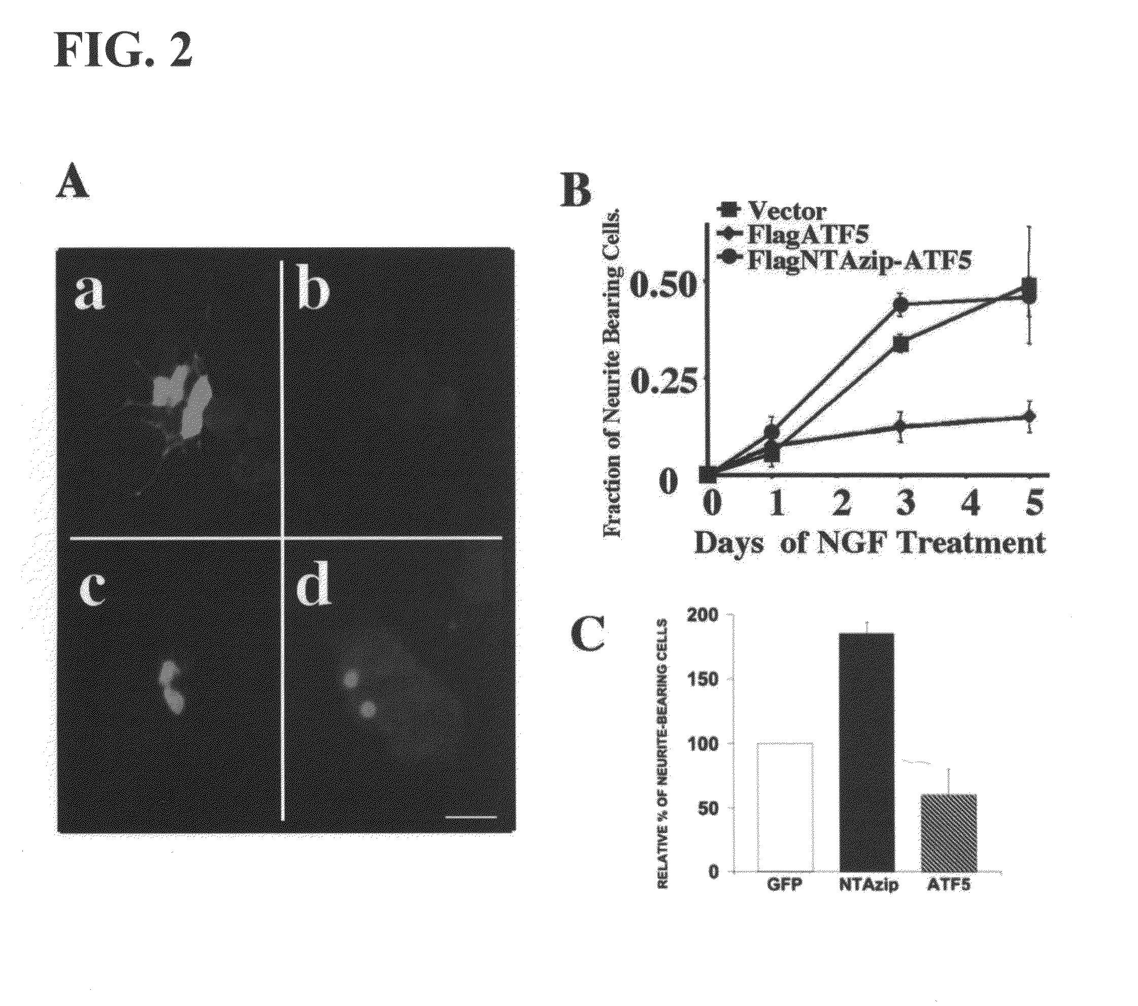 Methods for inhibiting the differentation of proliferative telencephalic cells in vitro by addition of ATF5