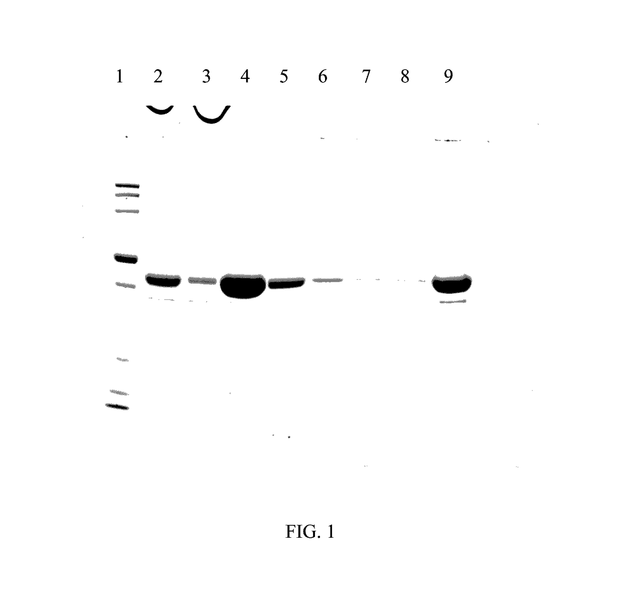 Methods and Compositions for Treating Phenylketonuria