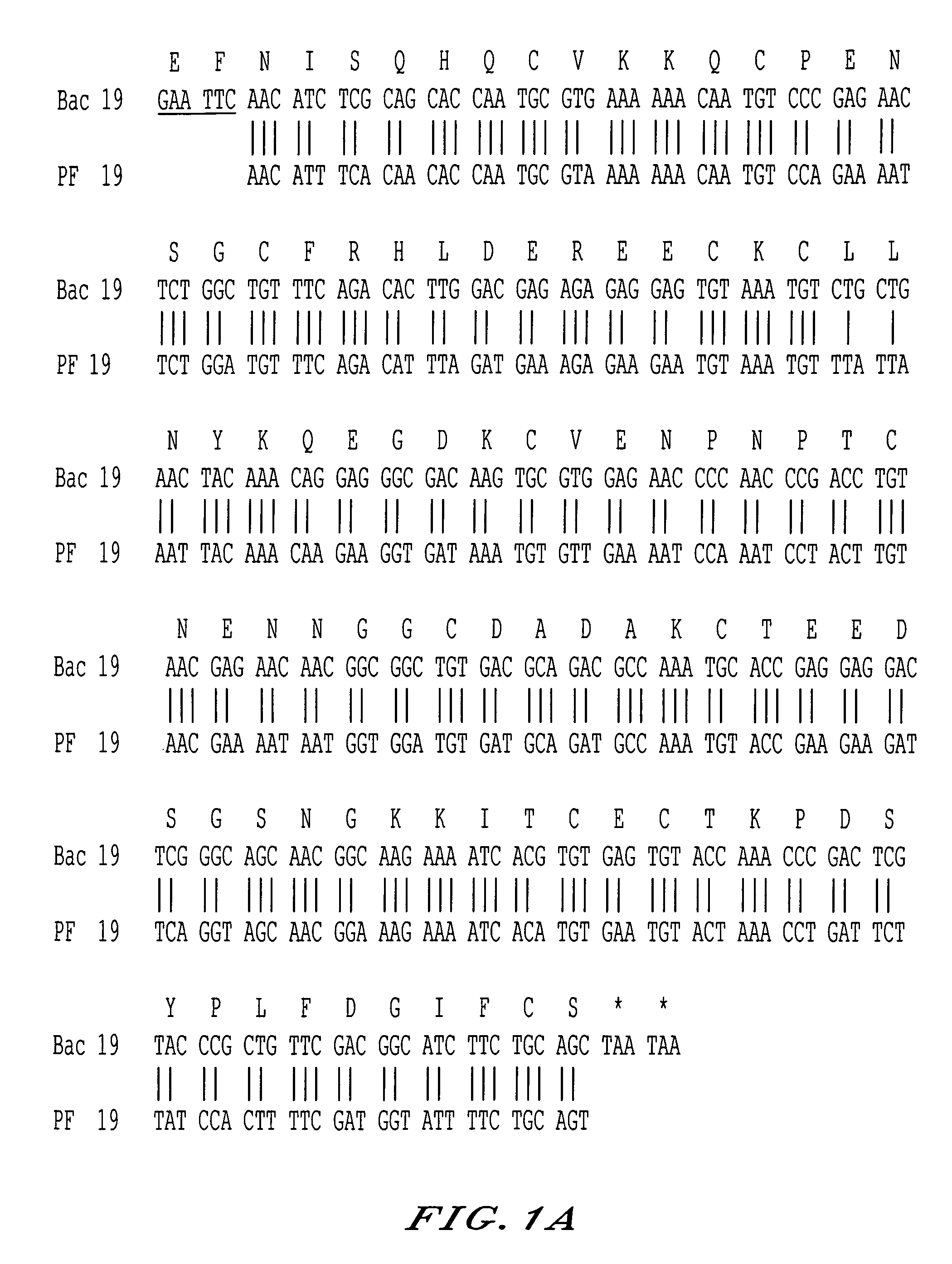 Recombinant protein containing a C-terminal fragment of <i>Plasmodium </i>MSP-1