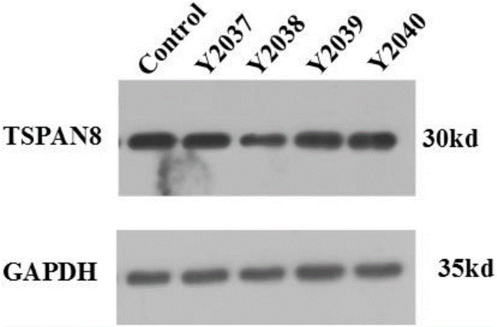 siRNA capable of targeting human tspan8 gene and application of sirna