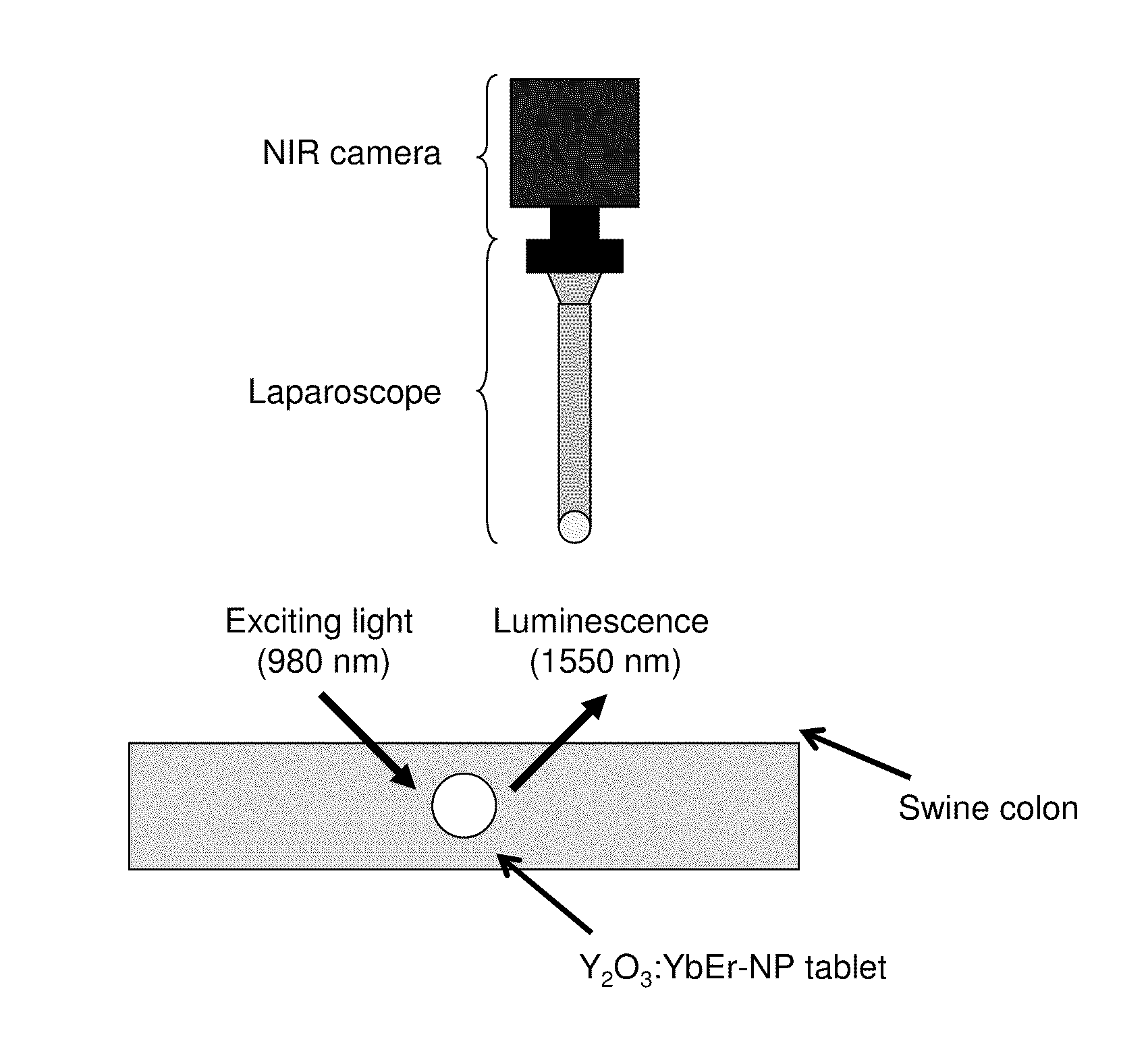 Bioimaging method using near-infrared (NIR) fluorescent material