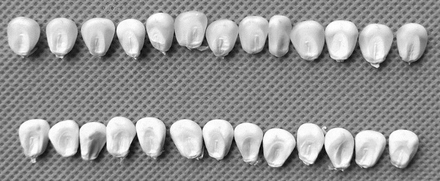 Method for rapidly, efficiently and nondestructively identifying high-lysine waxy corn kernels