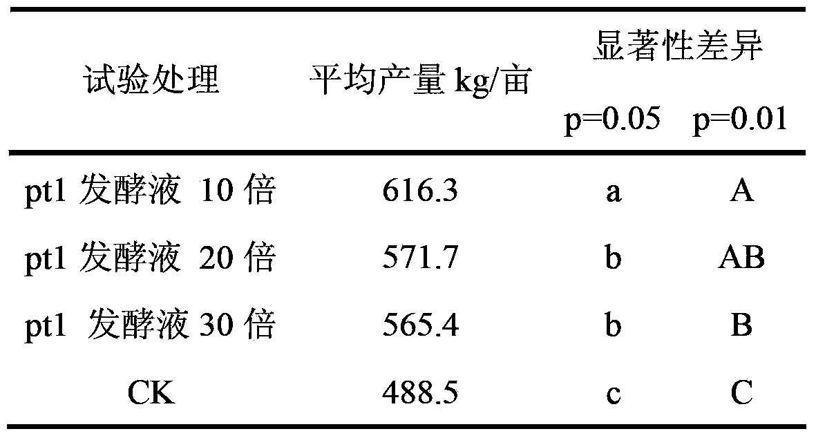 Pantoea dispersa and application thereof