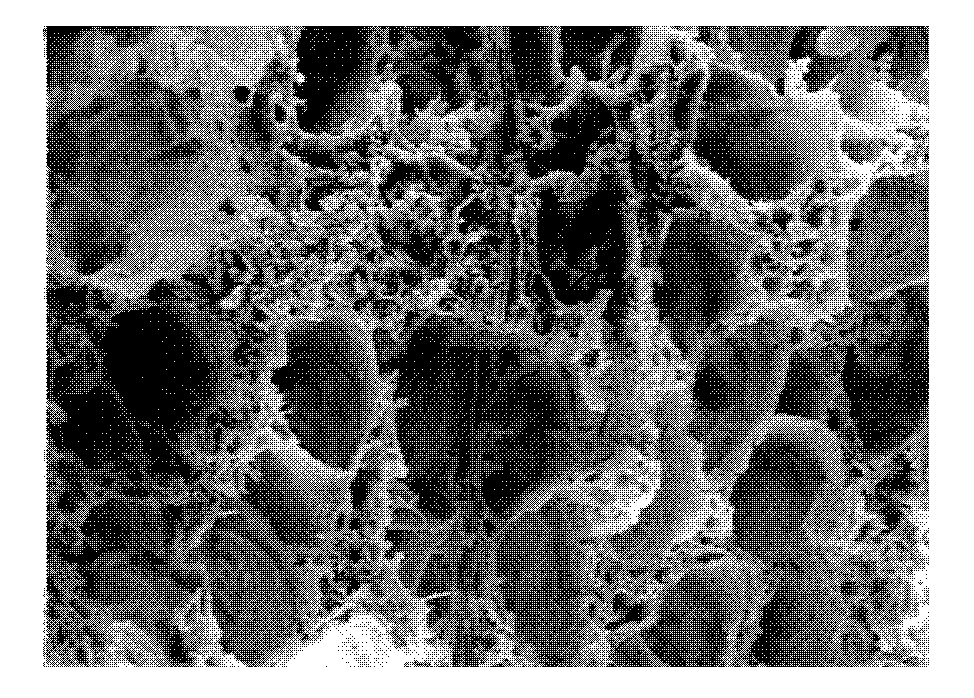 Preparation method of bionic bracket material in bone tissue engineering