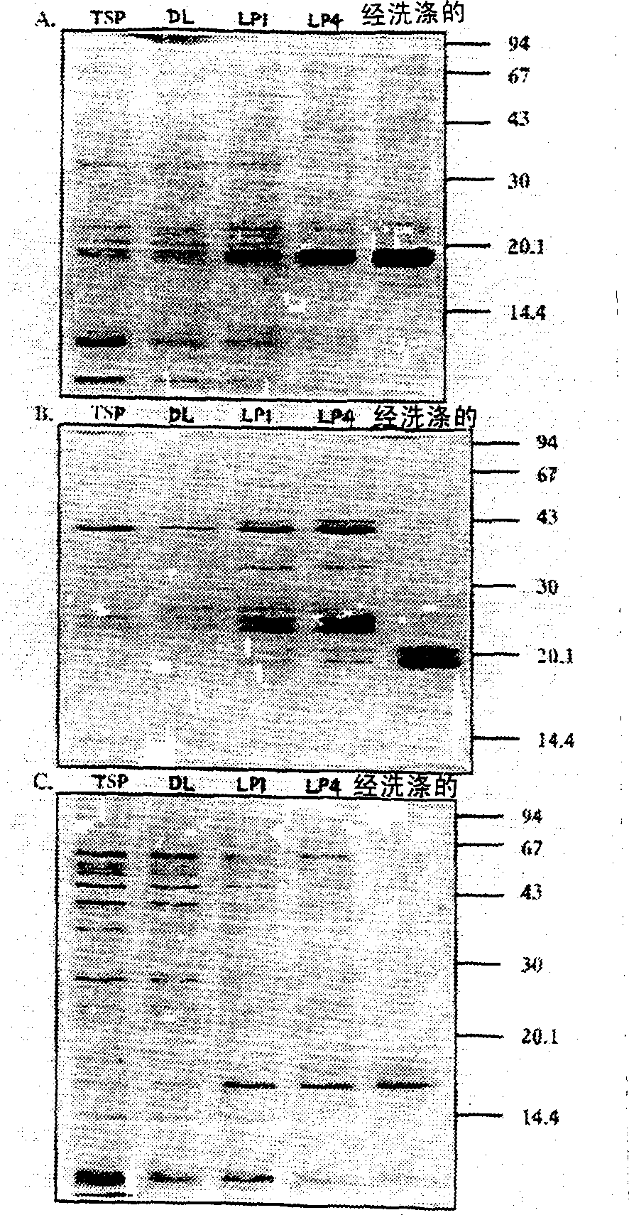 Utilisations of oil bodies