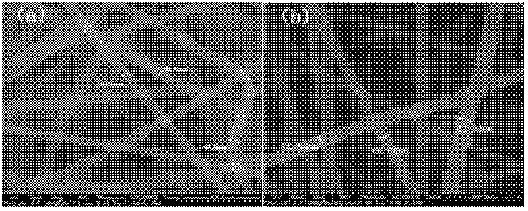 Device and method for preparing polysulfonamide nanometer fiber nets by means of airflow-electrostatic combination