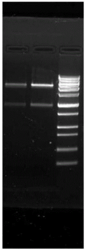 Enhanced polysaccharide antigen immunogenic protein carrier as well as preparation method and application thereof