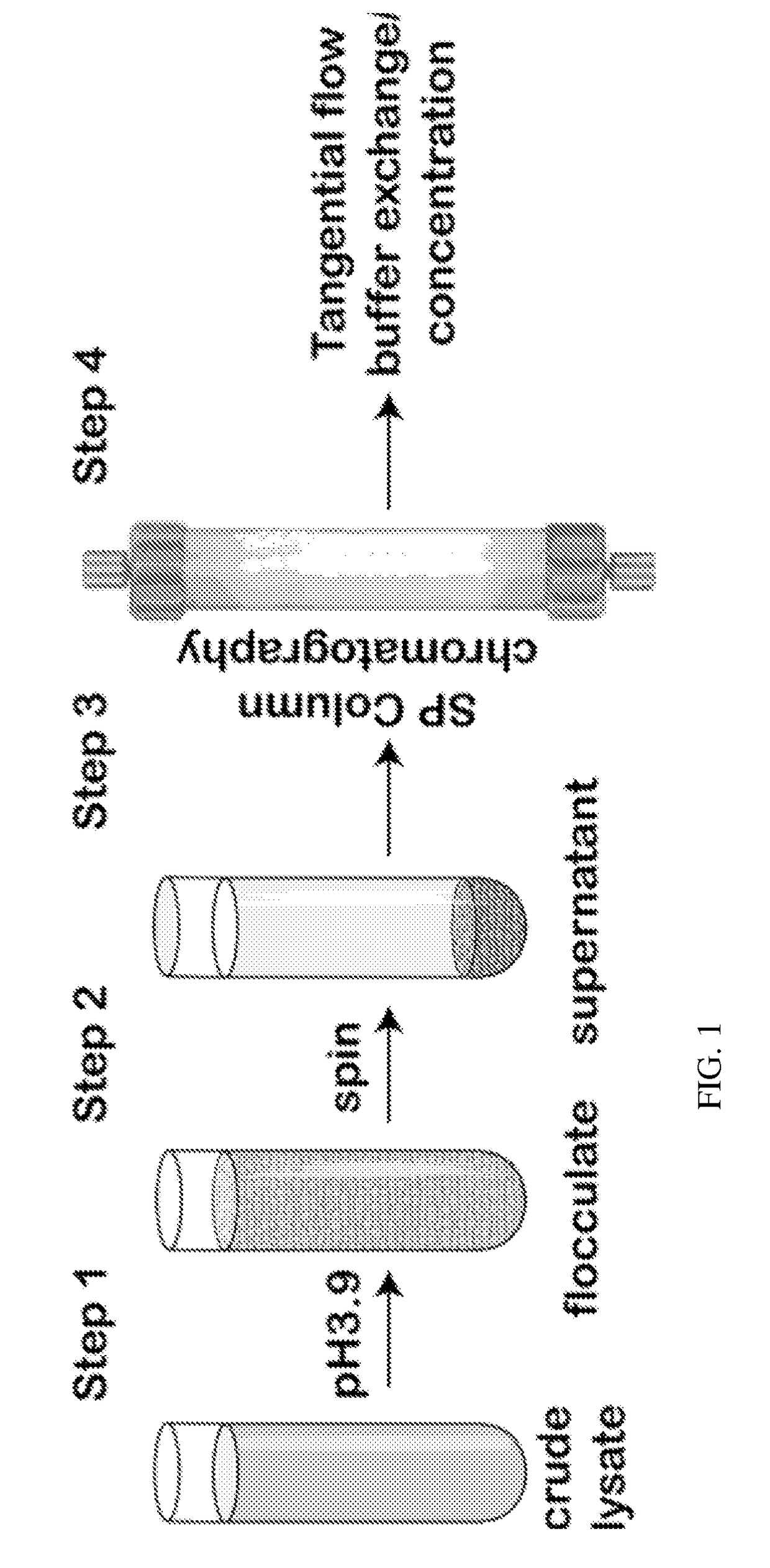 Compositions and methods for purifying recombinant adeno-associated virus