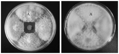 Application of Bacillus Velez nz-4 in promoting plant growth